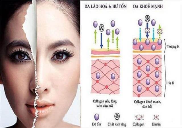 cách bổ sung collagen